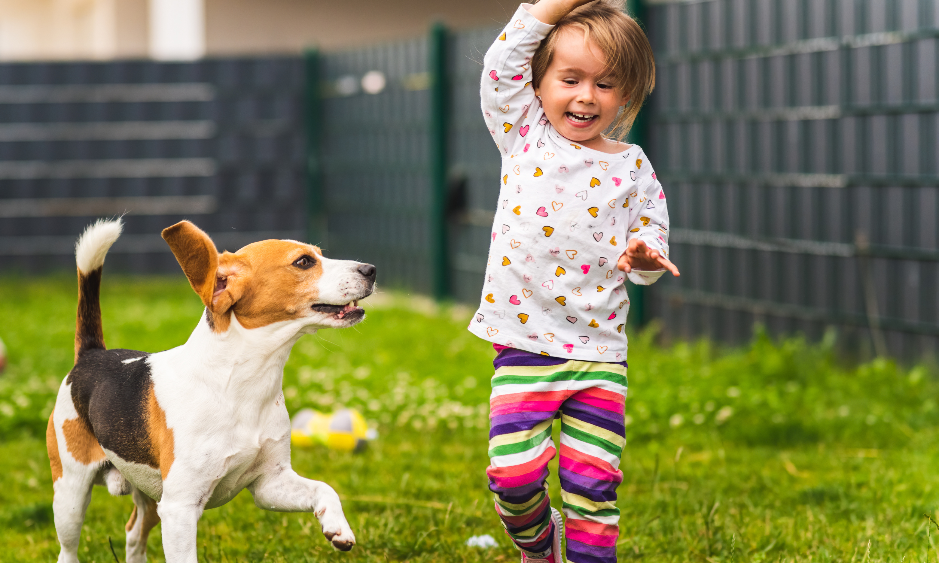 Backyard Fun